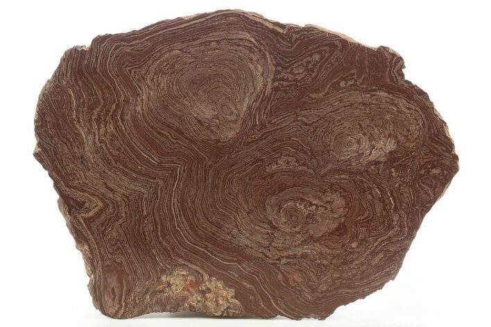 Polished Neoproterozoic Stromatolite (Conophyton) - Morocco #334948